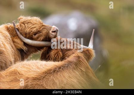 Highland cattle in the Highlands of Scotland. Stock Photo