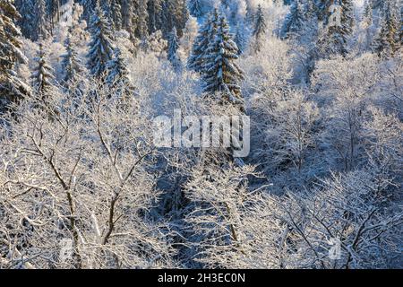 Trees with hoarfrost in the woods Stock Photo