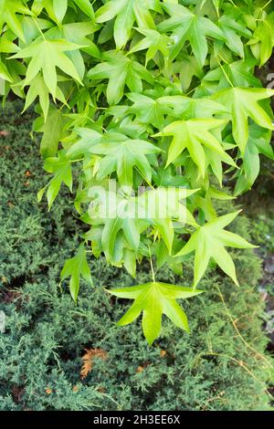 Close-up of bright green leaves Liquidambar styraciflua, Stock Photo