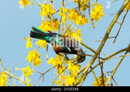 A beautiful Tui bird feeding on the yellow flowers of New Zealand's native Kowhai tree. Stock Photo