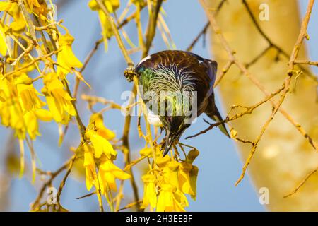 A beautiful Tui bird feeding on the yellow flowers of New Zealand's native Kowhai tree. Stock Photo