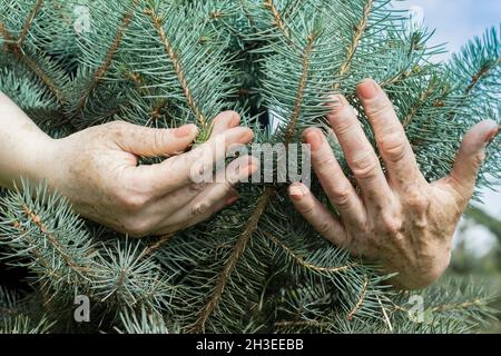 Senior Hands is holding a small young blue Christmas tree in his busy hands. Old gardener hugs herringbone. Sprout Christmas tree in the hands of an Stock Photo