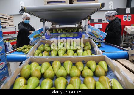 Sint Gillis Waas. 28th Oct, 2021. Staff members work at a packing station  for Belaian conference pears in Sint-Gillis-Waas, Belgium, Oct. 22, 2021.  At the upcoming 4th China International Import Expo (CIIE)