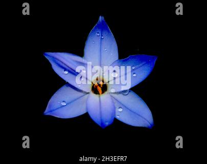 Small blue spring flower, Siberian squill (Scilla siberica), Isolated macro shot. Stock Photo