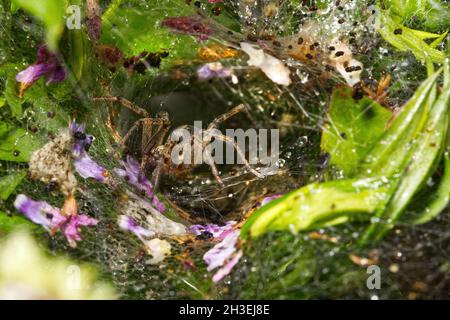 A labyrinth spider at the entrance to its funnel-shaped web, Essex, England Stock Photo