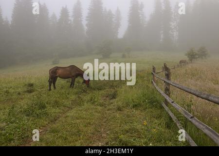 Dramatic foggy scene with domestic brown horse eating grass on a foggy countryside meadow landscape. Old wooden fence. Carpathians, Ukraine, Europe. Stock Photo