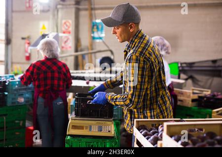 Worker weighs plums in crate on a scale in a warehouse Stock Photo
