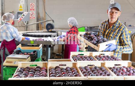Two women and one man working in plum warehouse Stock Photo