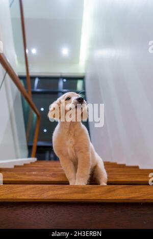 Closeup shot of a puppy on the wooden staircase Stock Photo