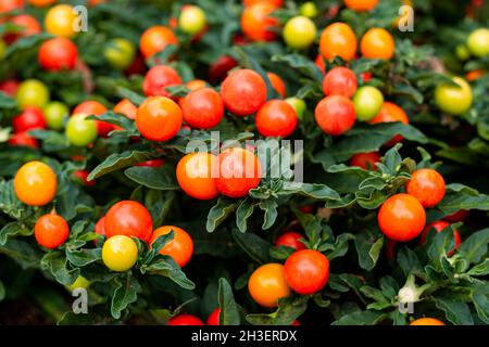 Winter cherry or Jerusalem cherry ornamental plant for Christmas with bright red berries. Solanum Pseudocapsicum background  Stock Photo