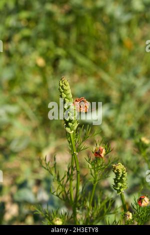 Adonis aestivalis flower and fruit close up Stock Photo