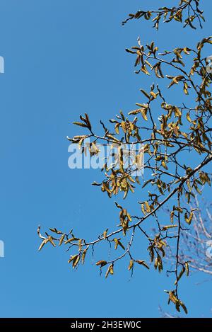 Carpinus betulus tree in bloom Stock Photo