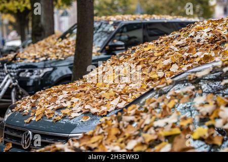 28 October 2021, Hessen, Frankfurt/Main: Windows and hoods of parked vehicles are covered with the fallen leaves of lime trees lining a street in Frankfurt's Nordend district. Photo: Frank Rumpenhorst/dpa Stock Photo