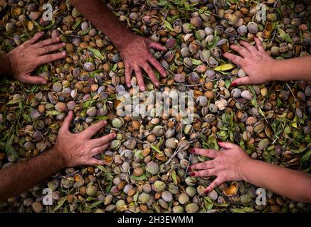 Hands on lot of almonds in shell Stock Photo