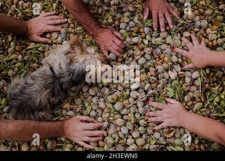 Hands and small dog on group of almonds in shell Stock Photo