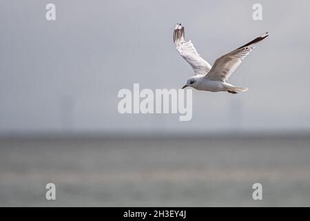 Seagull in Flight over the Wadden Sea, Germany Stock Photo