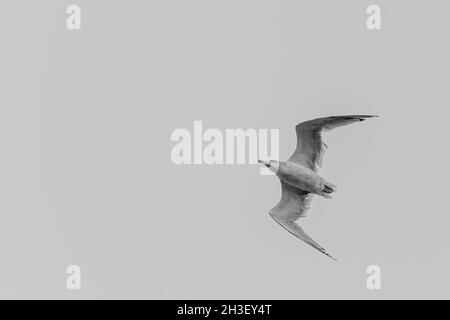 Seagull in Flight over the Wadden Sea, Germany Stock Photo