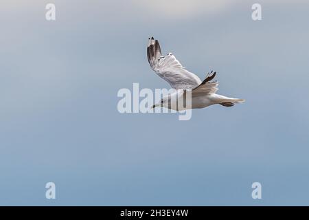 Seagull in Flight over the Wadden Sea, Germany Stock Photo