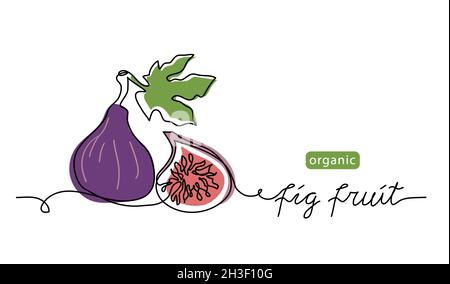 Purple fig fruit vector color illustration, line drawn sketch for label design. One continuous line art drawing with lettering organic fig fruit Stock Vector