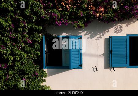 Facade of white building with blue windows and bougainvillea plant Stock Photo