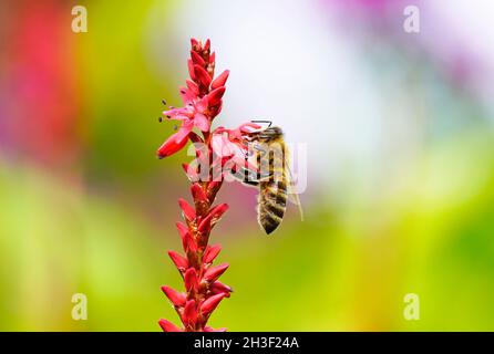 A bee collects nectar on a red flower. Insect close up. Apis mellifera. Stock Photo