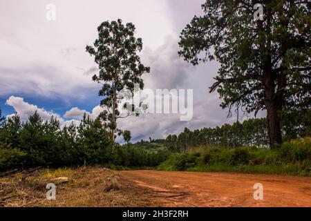 A lone Eucaluptus tree next to a rural dirt road in Magoebaskloof, South Africa, surrounded by small pine trees from plantation Stock Photo