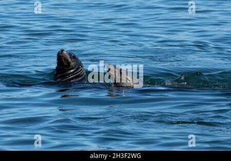 Two sea lions swim in the Channel Islands Harbor in Oxnard, California USA Stock Photo