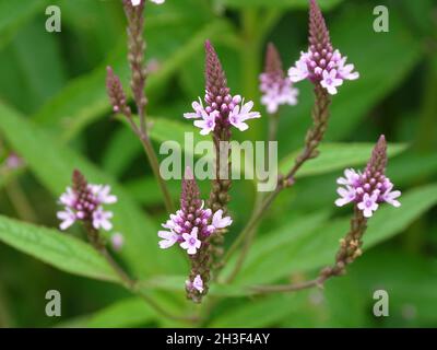 Closeup of Verbena officinalis, the common vervain or common verbena. Stock Photo