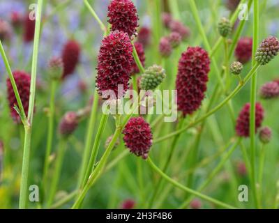 Closeup of Sanguisorba officinalis, commonly known as great burnet. Stock Photo