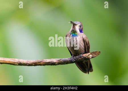 Portrait of tropical Brown Violet-ear hummingbird, Colibri delphinae, chirping and singing with a soft green background. Stock Photo