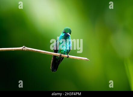 A brilliant glittering portrait of a Blue-chinned Sapphire hummingbird, Chlorestes notata, perching  with a sunray shining down on him. Stock Photo