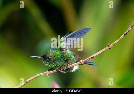 Copper-rumped hummingbird, Amazilia tobaci, preening and stretching and bathing in the rain. Stock Photo