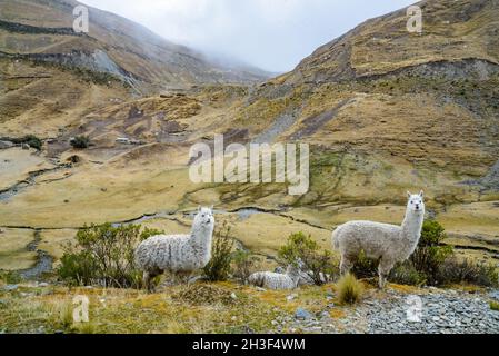 Llamas (Lama glama) grazing in the high Andes mountains in a misty day. Cuzco, Peru. Stock Photo
