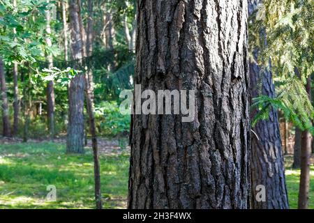 A thick pine trunk covered with bark is visible in the forest among other smaller trees. It is a view in the middle of a vast forest area near the vil Stock Photo