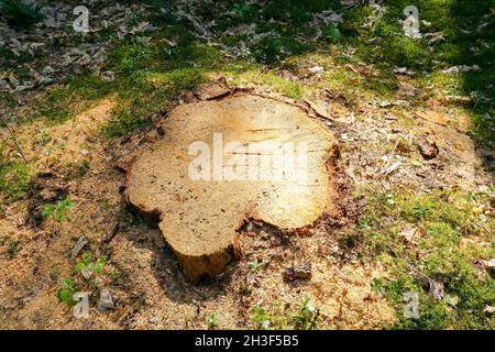 The old tree was cut down, only the stump of the felled tree remains. This is a view from a forest that grows in Poland near a village called Wilga. Stock Photo