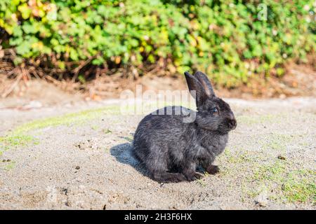 Wild black rabbit at Jericho Beach, Vancouver, British Columbia, Canada. Stock Photo