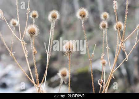 Dry Echinops sphaerocephalus plant in the nature Stock Photo
