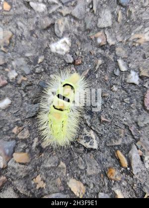 Vertical shot of Larch tussock moth on the ground Stock Photo