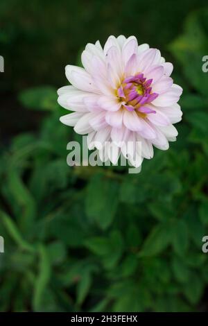 flowering pink ball dahlias in the garden Stock Photo