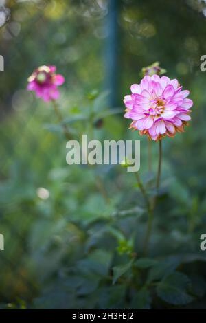 flowering pink ball dahlias in the garden Stock Photo