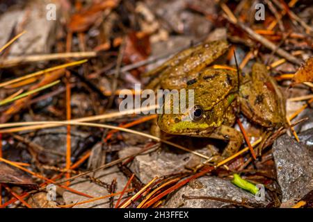Close up of a Green Frog (Rana clamitans) in Michigan, USA. Stock Photo
