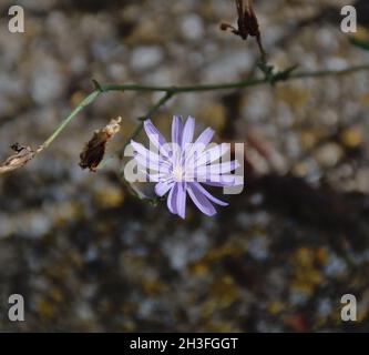 Flower of Lactuca tenerrima plant. Violet and bluish-green in color. Located in a dry stone wall. La Rioja, Spain. Stock Photo