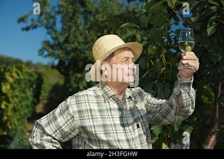 Senior vintner testing wine Stock Photo