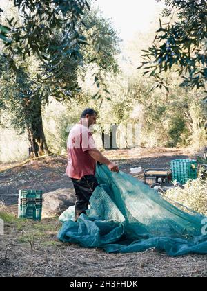 Corfu's Olive Harvest Stock Photo