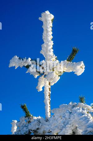 A cross of snowy pine twigs, illuminated by the sun's rays, against the clear blue winter sky. Hoarfrost or frost crystals on treetops Stock Photo