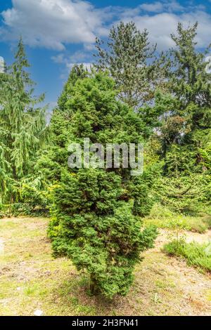 Close up of a Snowflake Hinoki cypress, Chamaecyparis obtusa Snowflake, a cultivated variety with round conical habit and is evergreen Stock Photo