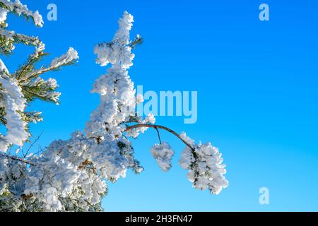 Snow-covered twigs, sparkling from the winter sun, against the blue sky - 3 Stock Photo