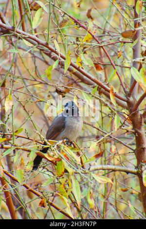 A Black-crested Bulbul on branch in nature Stock Photo