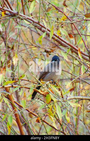 A Black-crested Bulbul on branch in nature Stock Photo