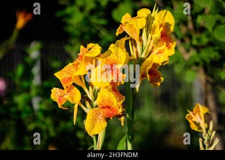 Vivid yellow and red flowers of Canna indica, commonly known as Indian shot, African or purple arrowroot, edible canna or Sierra Leone arrowroot, in s Stock Photo